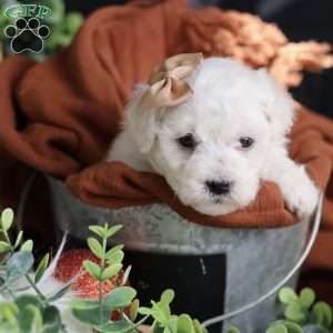 Tiny-Peppermint, Bichon Frise Puppy